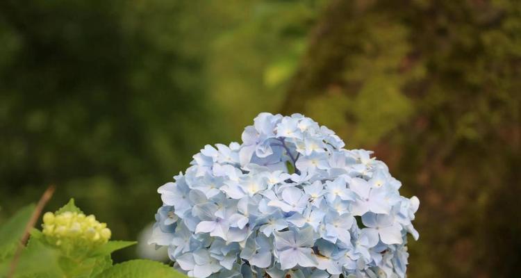 解读绣球花的花语和寓意（了解绣球花的文化内涵及象征意义）