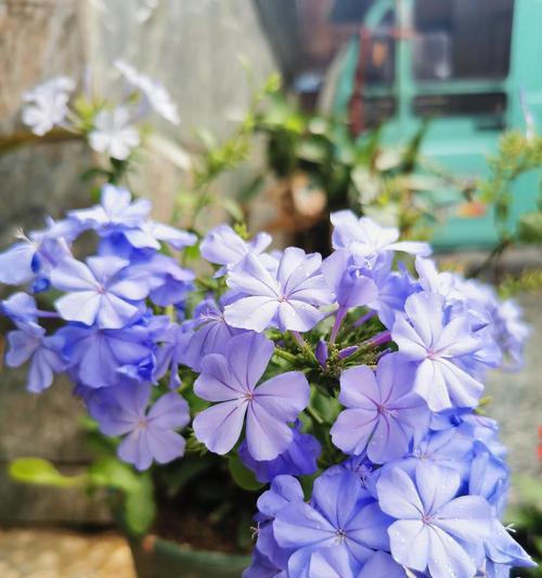 蓝雪花的花语和寓意（探秘蓝色雪花，传递爱与清新）