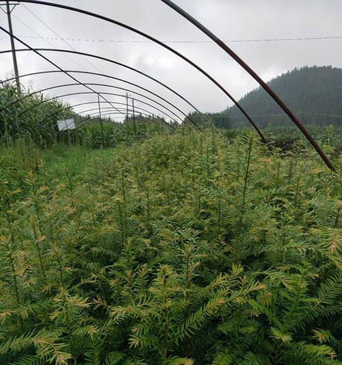 红豆杉种植指南（方法、时间及关键要素）