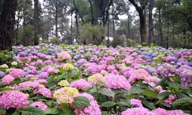 绣球花期详解（绣球花的开放时间、生长环境及观赏要点）