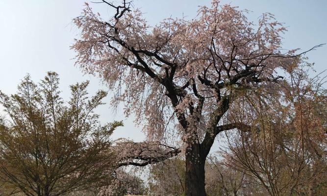 樱花三传说（探寻樱花的神话、传说与文化遗产）