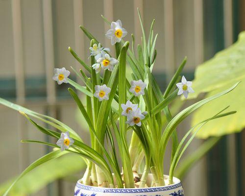 解决水培水仙芽端发黄的问题（8个实用方法让水仙芽端恢复健康）