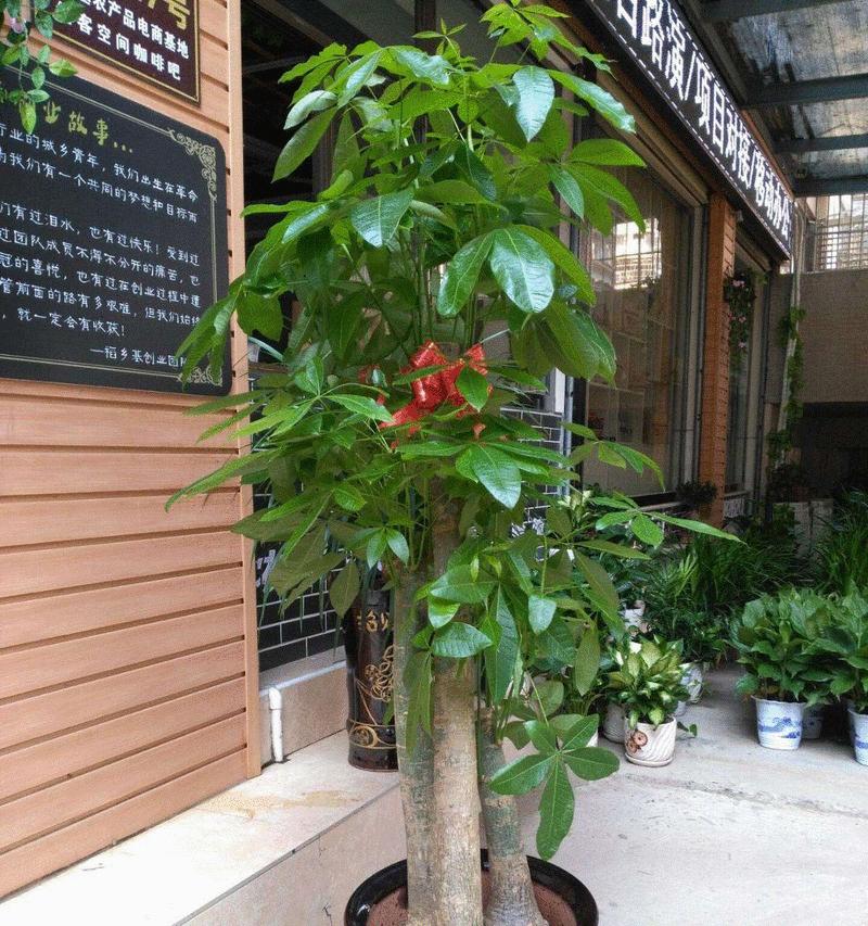 让家更温馨，养这些花最旺家（从家居风格出发，选对适合自己的花卉，让家更加舒适）