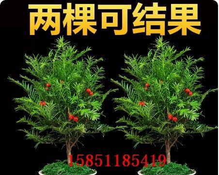 红豆杉盆栽种植全攻略（打造居家绿色佳人，红豆杉盆栽助你快速上手）