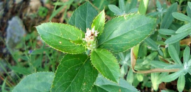 双子叶植物的奥秘（探索双子叶植物的生命特征与生存之道）