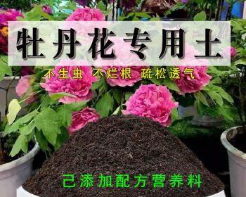 如何种植家庭盆栽牡丹？（简单易学的牡丹种植技巧）