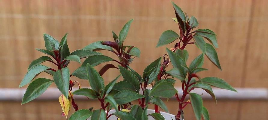 学会如何种植并养护凤仙花（了解凤仙花的生态环境，掌握凤仙花的种植和养护技巧）