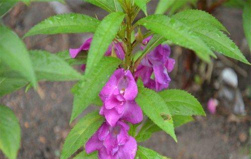 学会如何种植并养护凤仙花（了解凤仙花的生态环境，掌握凤仙花的种植和养护技巧）