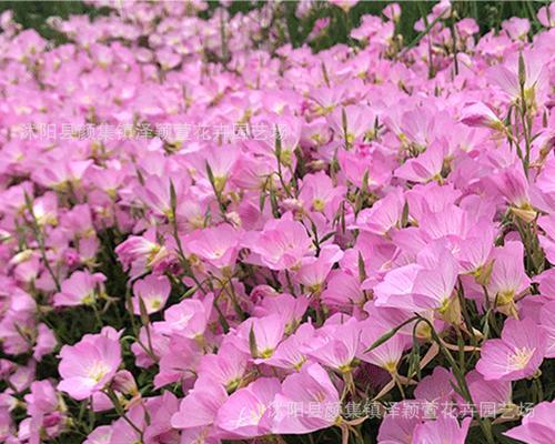 月见草的播种与开花（揭秘月见草的生长过程及关键节点）