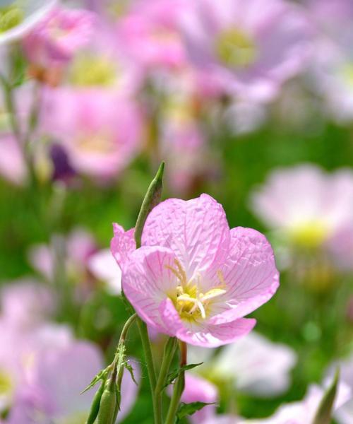 月见草的播种与开花（揭秘月见草的生长过程及关键节点）