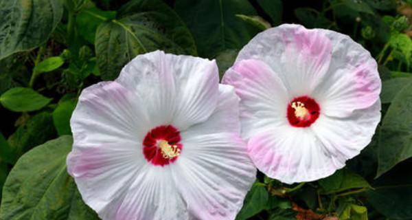 芙蓉花的繁殖方法（从种子到开花，让你轻松掌握）