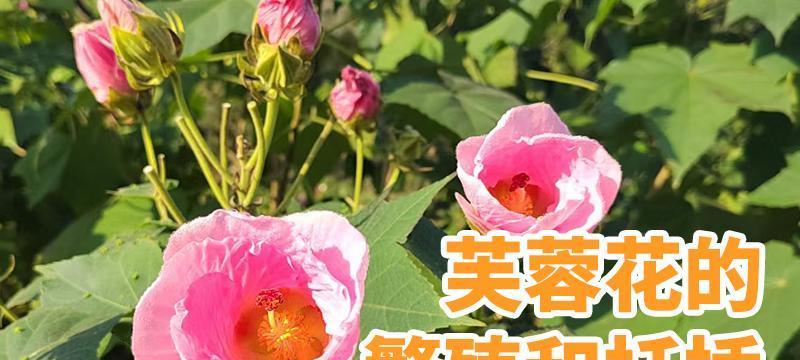 芙蓉花的繁殖方法（从种子到开花，让你轻松掌握）