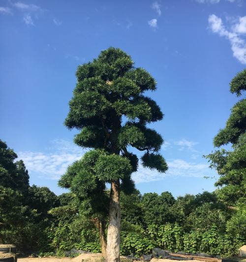 罗汉松中最昂贵的品种剖析（探究罗汉松中最稀有的珍品——天宝罗汉松）