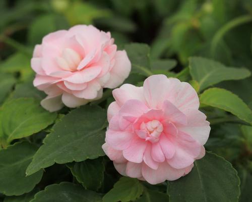 凤仙花盛开季节（万紫千红绽放于夏日）