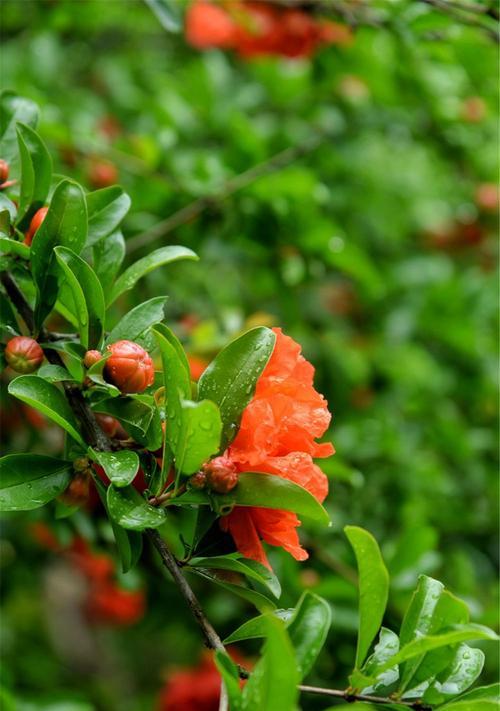 探秘石榴花的开放时机（石榴花的生长环境及开花时间、如何欣赏石榴花的美丽、种植技巧）