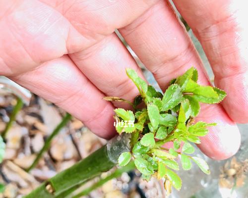 月季芽接苗种植方法详解（学会接苗，让你轻松拥有美丽月季花园）