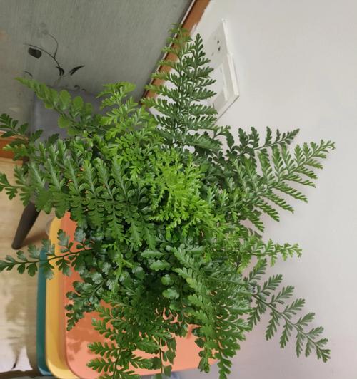 蕨类植物的特征及生态适应（了解蕨类植物的形态、生长习性及生态适应性）