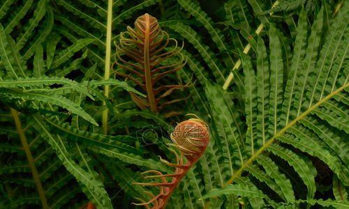 蕨类植物的特征及生态适应（了解蕨类植物的形态、生长习性及生态适应性）