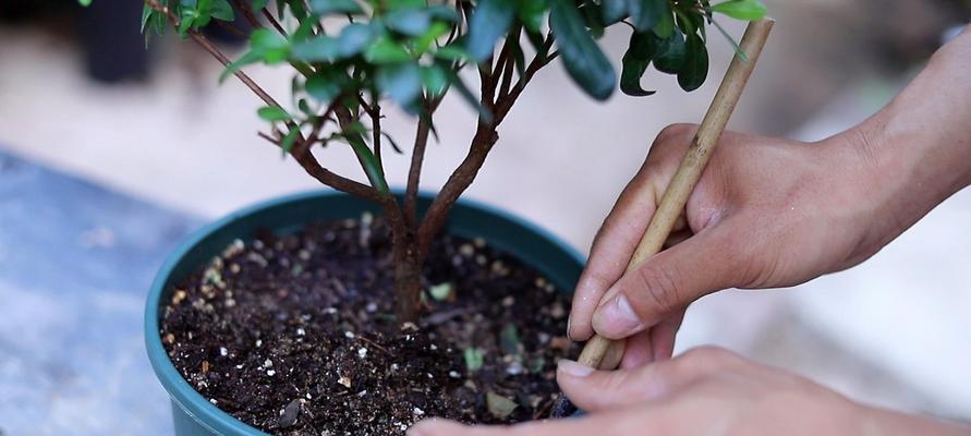 如何养活杜鹃花？（不再让杜鹃花凋谢，让它焕发美丽的生命力！）