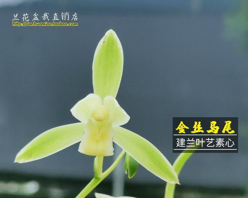 金丝马尾兰的种植技巧（打造鲜艳夺目的园林景观）