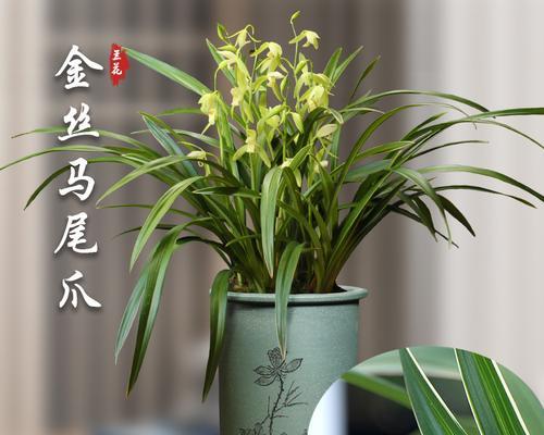 金丝马尾兰的种植技巧（打造鲜艳夺目的园林景观）