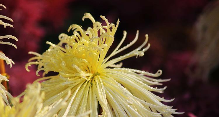 花中隐士花——花藏花（揭开花中隐士花的神秘面纱，探寻自然界的微妙之美）