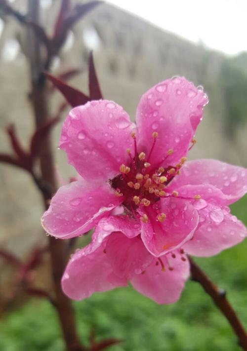 探秘桃花花语，浪漫爱情之源（桃花开放，缘分降临；桃花瓣落，别离渐行）