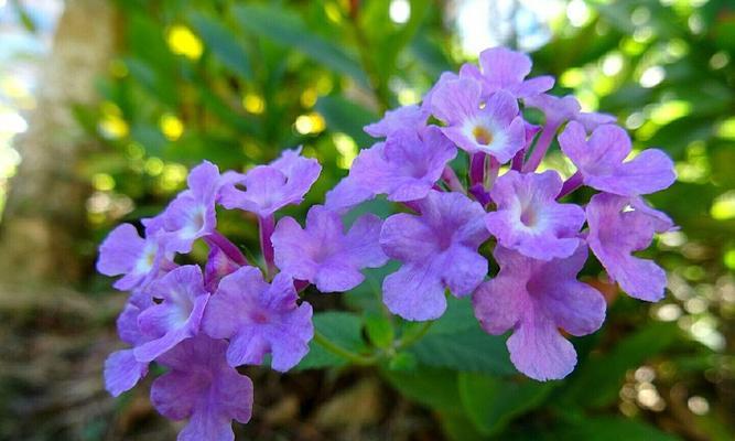 美人樱，花开人间（赏花人生，感受春色）