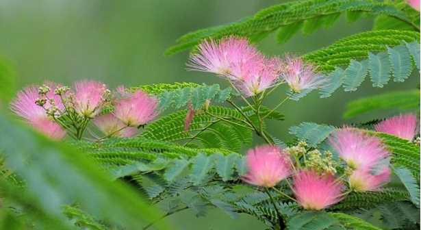 合欢花——爱情与友情的象征（寓意深远、花开如雨的合欢花，含义你知道吗？）