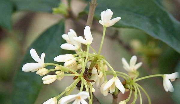 芳香四溢，意味甜蜜——解读桂花的花语和象征（桂花香气扑鼻，寓意幸福美好）