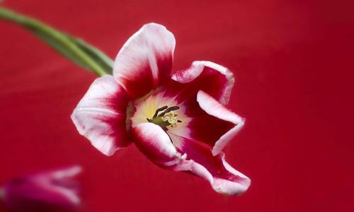 郁金香花语（探寻郁金香花语的象征意义）