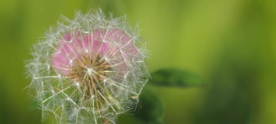 蒲公英花语与象征意义（探寻蒲公英的秘密，解读花语与象征）