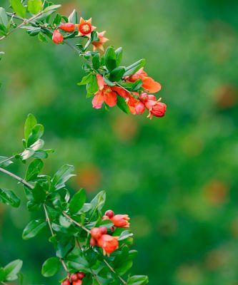 石榴花的含义和象征——解读石榴花花语（从古至今，石榴花一直是人们心中的守护者，寓意深远）