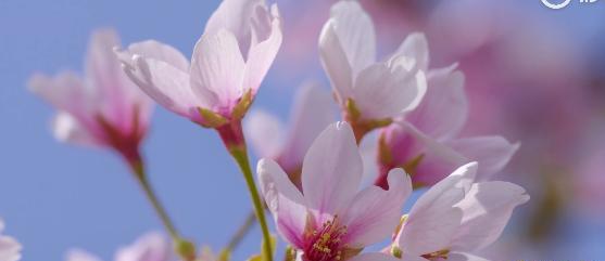 樱花花语（探寻樱花的花语与含义）