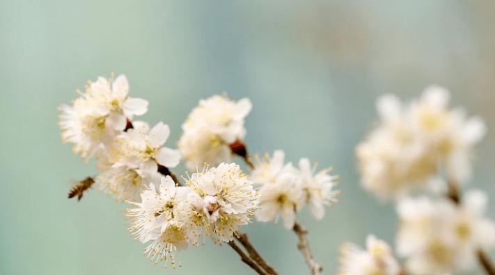 樱花花语（探寻樱花的花语与含义）