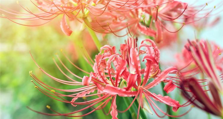 曼珠沙华花语（花开如梦，情动天地）