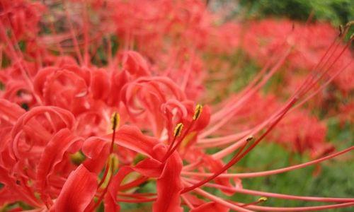 曼珠沙华花语（花开如梦，情动天地）