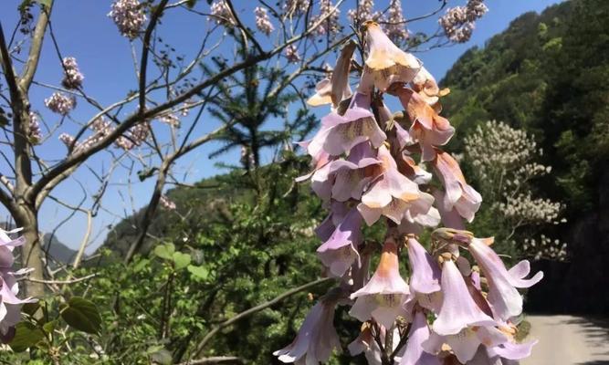 泡桐花的花语及传说（探寻泡桐花的神秘与美丽）