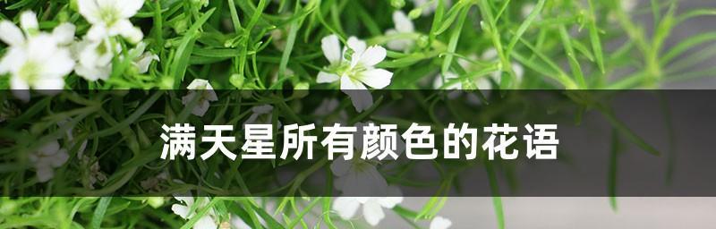 各色满天星花语解析（花语与人生，满天星如何点亮你的日子）