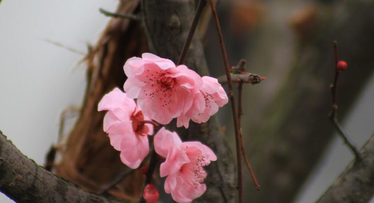 美人梅花语的含义及传说（探秘美人梅的花语和文化底蕴，了解她的神秘和传奇）