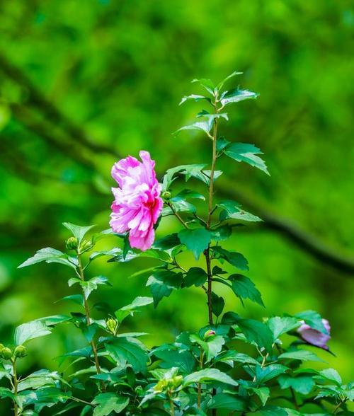 木槿花的花语（探究木槿花的意义与象征）