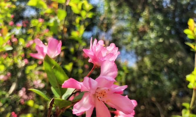 垂丝海棠，花开富贵（赏垂丝海棠，体悟富贵之美）