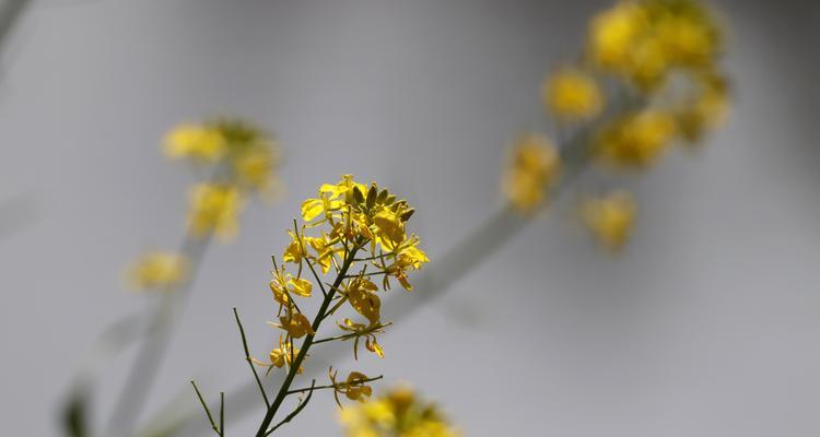 油菜花的花语（探寻油菜花的含义与象征）