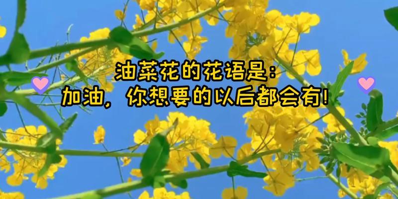 油菜花的花语（探寻油菜花的含义与象征）