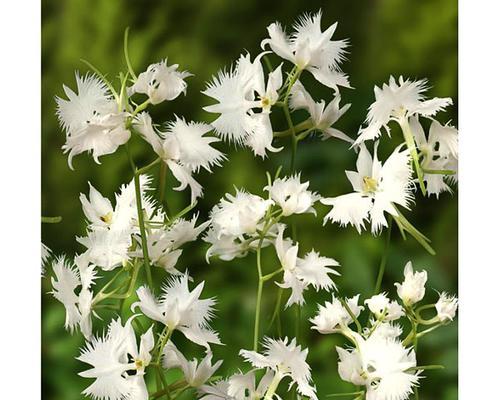 鹭草之恋（神话传说中的花语）