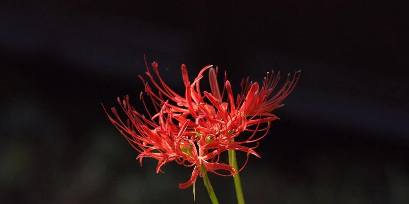 盛放的彼岸花，诉说着生命的美好（以“转化”为，探寻彼岸花的花语和魅力）