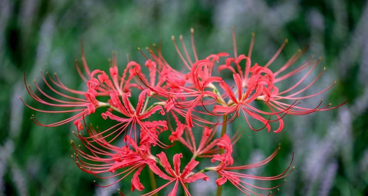 盛放的彼岸花，诉说着生命的美好（以“转化”为，探寻彼岸花的花语和魅力）