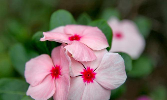 长春花花语——传递温馨与美好（花开时节，情意绵绵；长春花开，爱恋情深）