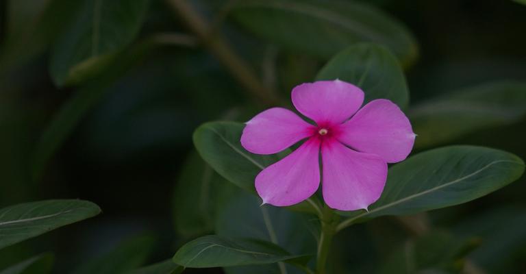 长春花花语——传递温馨与美好（花开时节，情意绵绵；长春花开，爱恋情深）