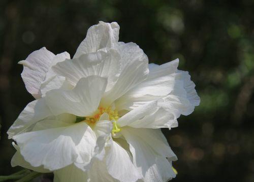 木芙蓉传说（寓意深远的木芙蓉花语）